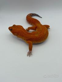 Geco leopardino