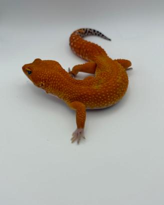 Geco leopardino