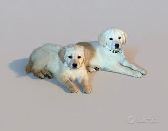 Cuccioli di golden retriever anglo americani