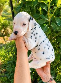 Cucciola Dalmata Pedigree