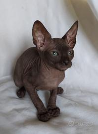 Gattino don sphynx nero solido