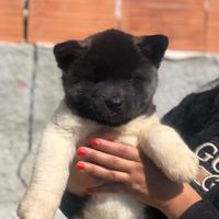 Akita Americano Cuccioli