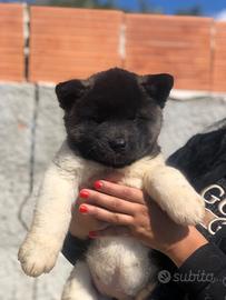 Akita Americano Cuccioli