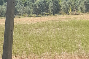 Terreno agricolo Pontelatone