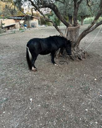 Mini pony femmina
