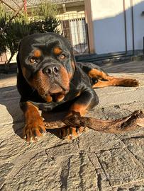 Rottweiler con pedigree per monta