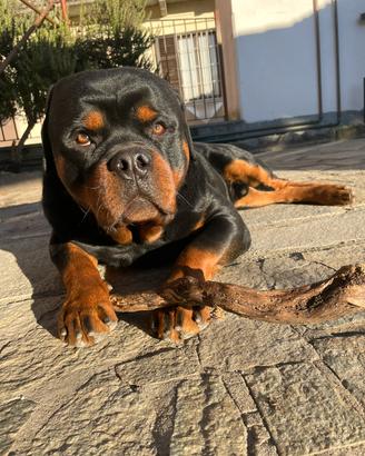 Rottweiler con pedigree per monta