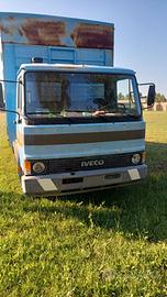 Camion iveco 79-14 trasporto animali vivi