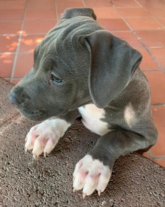 American Staffordshire terrier cucciola Amstaff