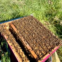 Ape. Arnia completa forte