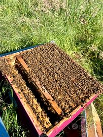 Ape. Arnia completa forte