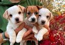 cuccioli-di-jack-russell