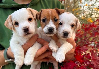 Cuccioli di Jack Russell