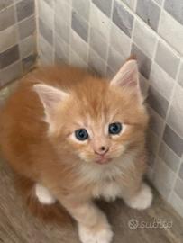 Maine Coon