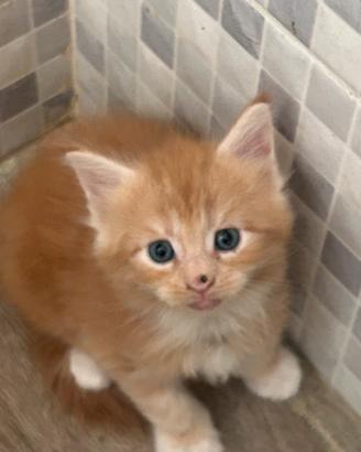 Maine Coon