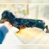 Bassotto maschio arlecchino silver Choco per monte