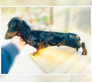 Bassotto maschio arlecchino silver Choco per monte