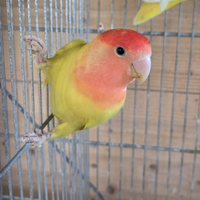 Inseparabile maschio, pappagalli, uccelli