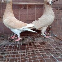 Colombe viaggiatori vaccinati