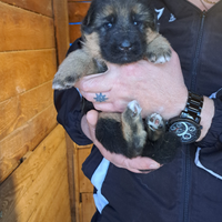 Cuccioli pastore tedesco pelo corto e lungo