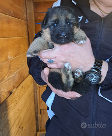 Cuccioli pastore tedesco pelo corto e lungo