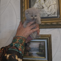 Scottish fold