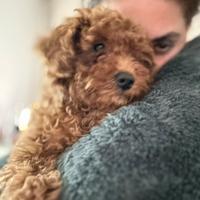 Barboncino nano taglia piccola