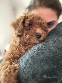 Barboncino nano taglia piccola