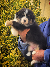 Cucciola australian shepherd pedigree