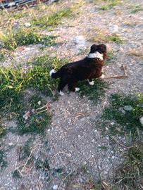Cucciolo di border collie