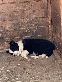 Cuccioli border collie