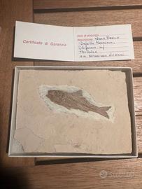 Fossile su lastra calcarea (certificato)