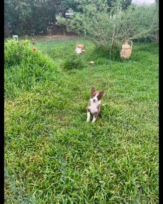 Border collie