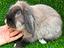 Immagine 1