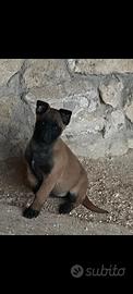 Pastore malinois