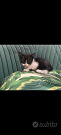 Gattina bianca e nera