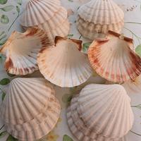 15 conchiglie capesante per antipasti