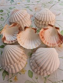 15 conchiglie capesante per antipasti