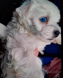 Maltese toy stupendo con occhi turchesi
