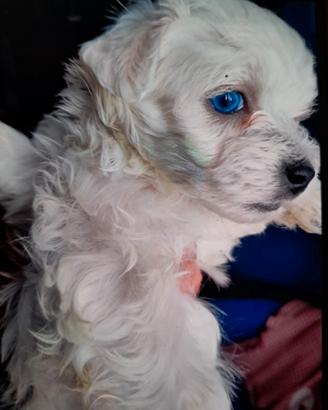 Maltese toy stupendo con occhi turchesi