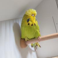 Ondulati di forma e posizione