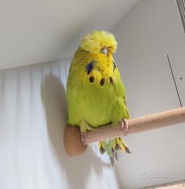 Ondulati di forma e posizione