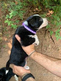Cuccioli di Border Collie