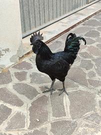 Gallo ayam cemani