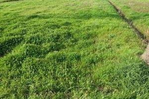 Terreno di 650 m² con 1 locale a Porcari