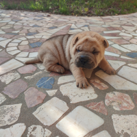 Shar pei