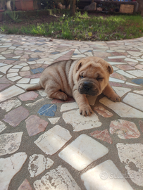 Shar pei