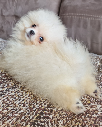 Spitz di Pomerania
