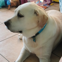 Labrador retriever