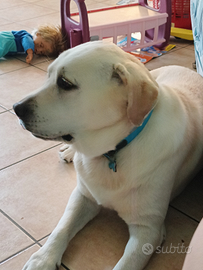 Labrador retriever